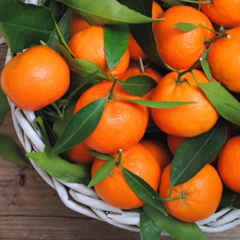 The Flavor Apprentice Orange Mandarin - Flavour Chasers